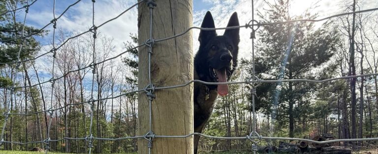 Common Sizes and Uses of an 8 Foot Pressure Treated Fence Post