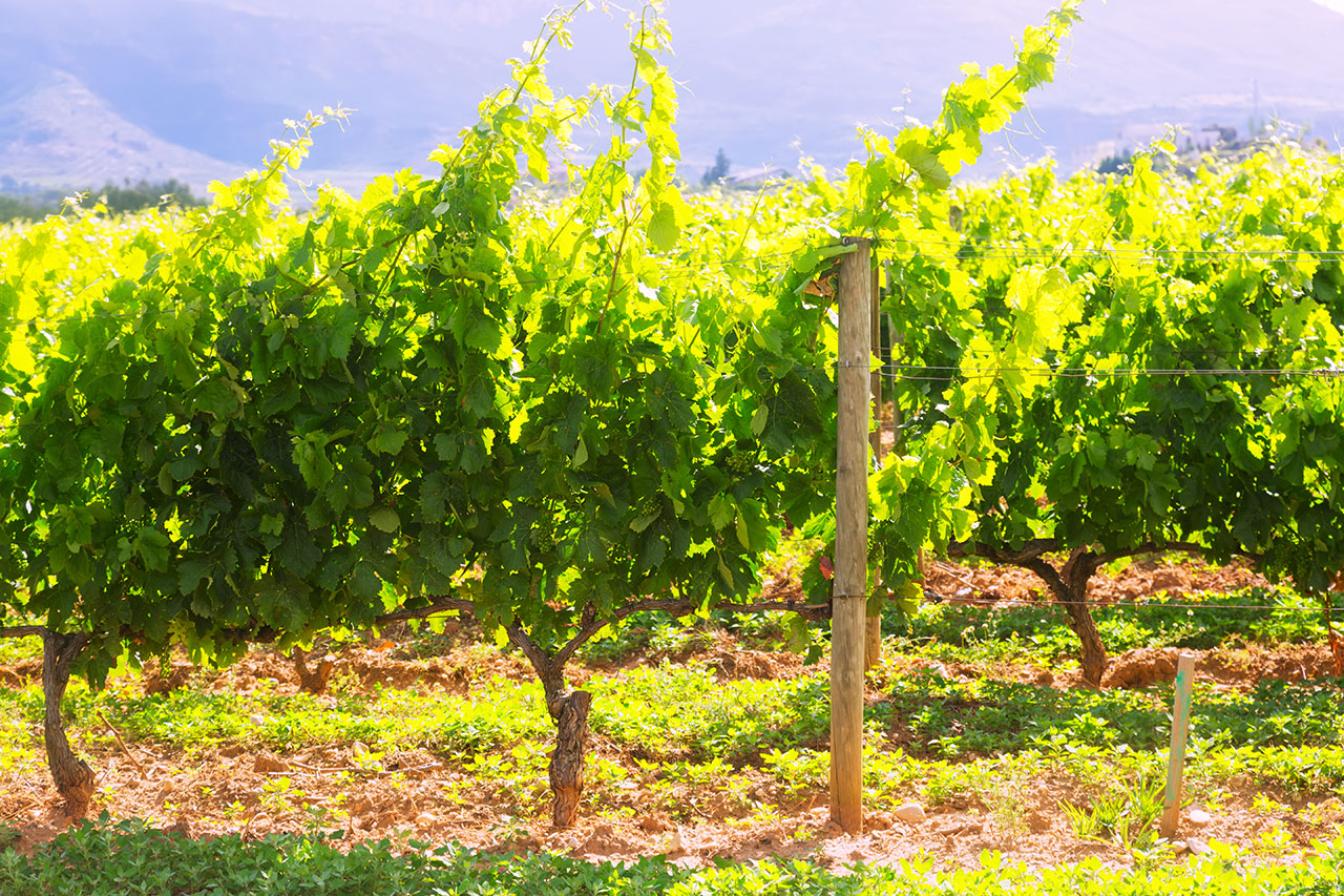Treated vineyard trellis line post Treated vineyard trellis line post